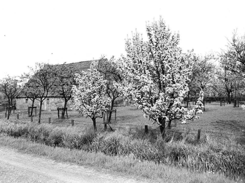 Fruitteelt, bomen, bloei, pereboom, Bestanddeelnr 162-0982