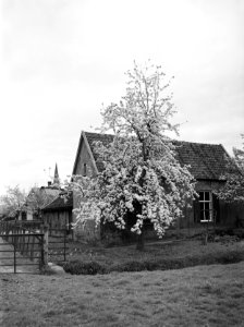 Fruitteelt, bomen, bloei, woningen, zwarte kers, Bestanddeelnr 162-0970