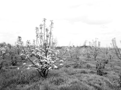 Fruitteelt, bomen, bloei, pereboom, Bestanddeelnr 162-0979