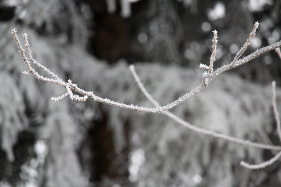 Frost6