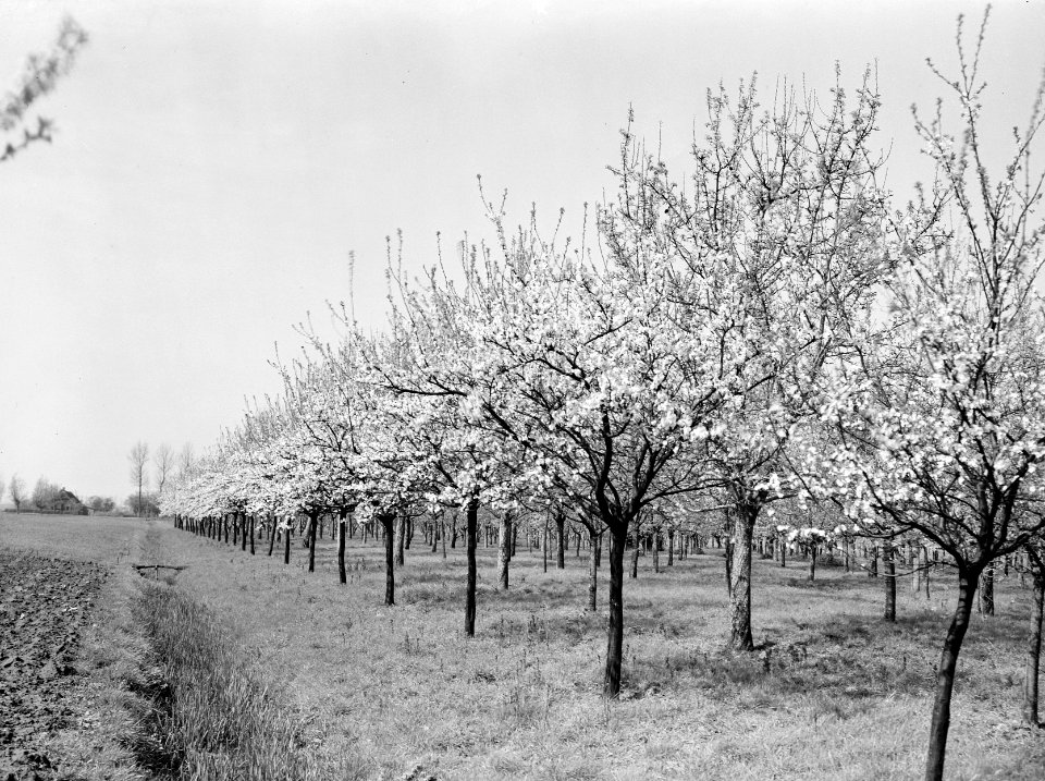 Fruitteelt, bomen, bloei, pruimeboom, Bestanddeelnr 162-0975