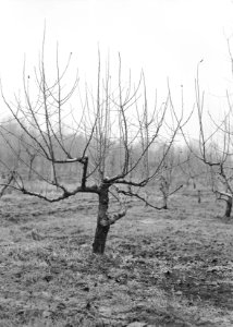 Fruitteelt, bomen, Bestanddeelnr 162-1029