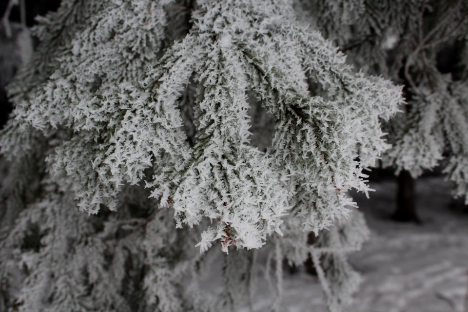 Frost4