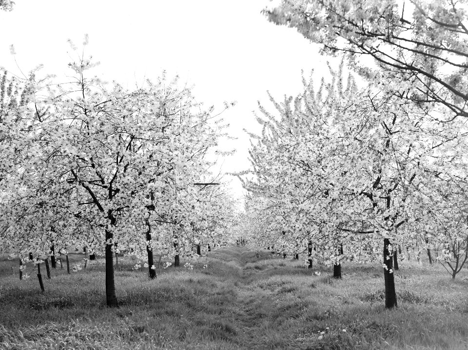 Fruitteelt, bomen, bloei, morelleboom, Bestanddeelnr 162-0978