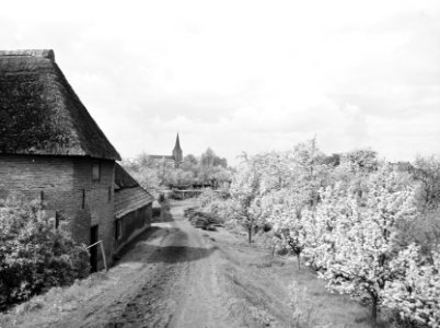 Fruitteelt, bomen, bloei, woningen, torens, wegen, pereboom, Bestanddeelnr 162-0983
