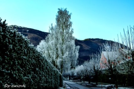 Frost On Trees (186372899)