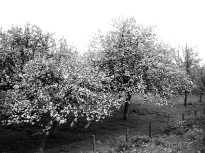 Fruitteelt, bomen, bloei, appelboom, Bestanddeelnr 162-0986
