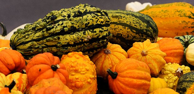Harvest decorative squashes decoration