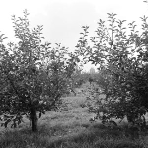 Fruitteelt, aanplant, appelbomen, golden delicious, Bestanddeelnr 165-0848