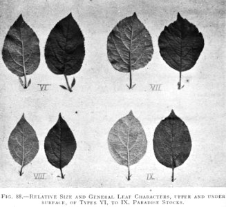 Fruitteelt , type VI-X, Bestanddeelnr 194-0639