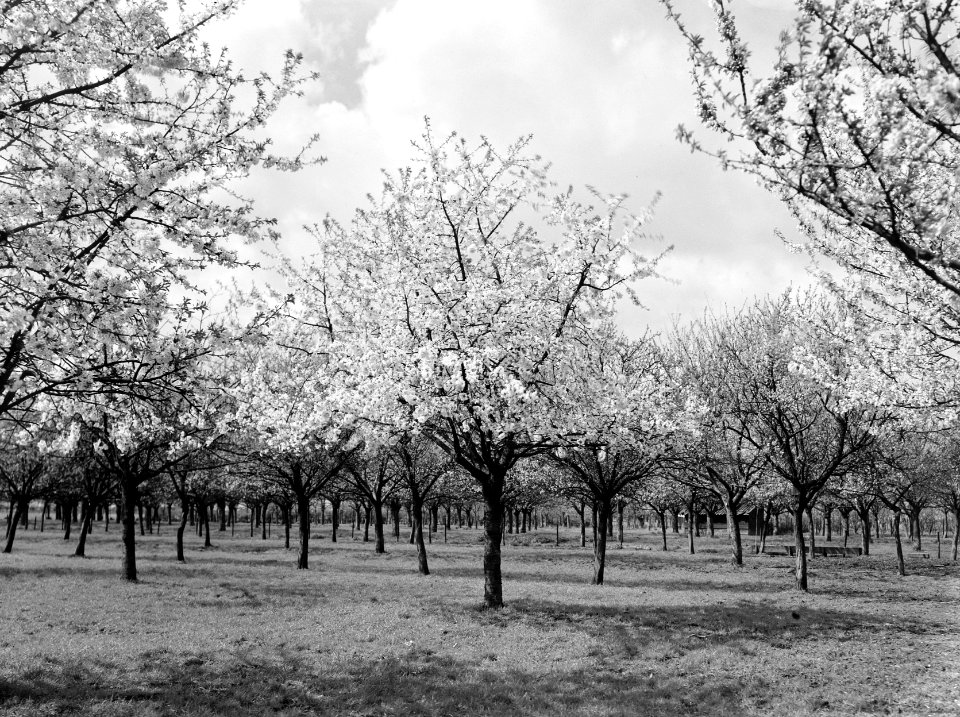 Fruitteelt, bomen, bloeien, zwarte kers, Bestanddeelnr 162-0965