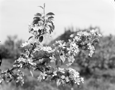 Fruitteelt, boomgaarden, scholen, details, golden delicious, Bestanddeelnr 162-1043