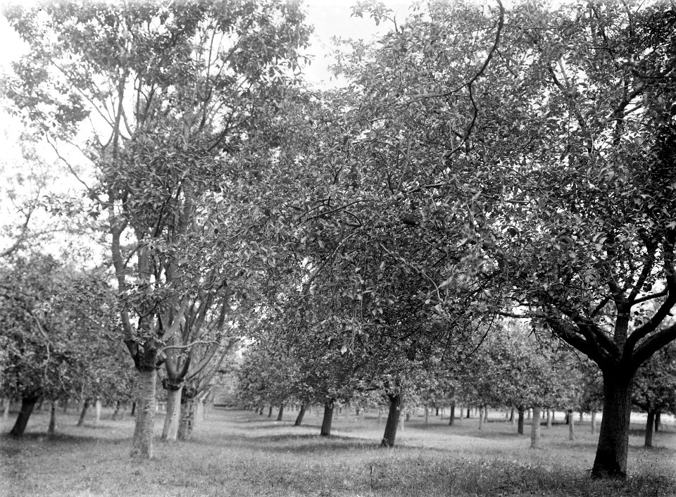 Fruitteelt, boomgaarden, appels, kersen, Bestanddeelnr 253-7219
