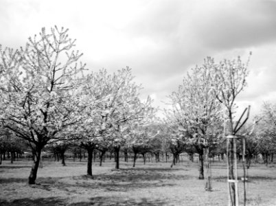 Fruitteelt, bomen, bloeien, zwarte kers, Bestanddeelnr 162-0964