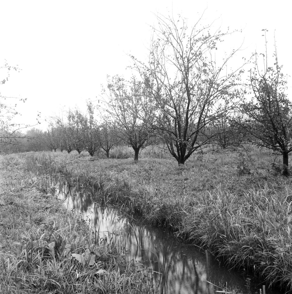 Fruitteelt, boomgaarden, struikaanplant, wateroverlast, Bestanddeelnr 162-1031