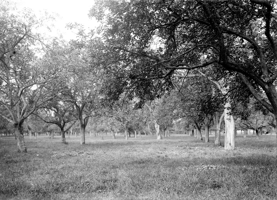 Fruitteelt, boomgaarden, appels, peren, Bestanddeelnr 253-7217