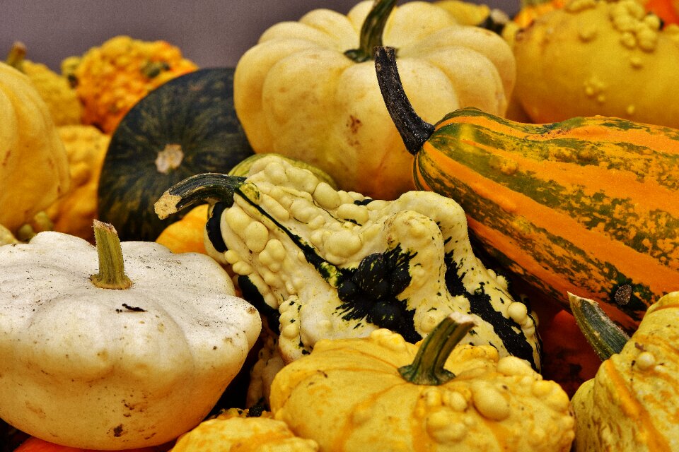 Harvest decorative squashes decoration