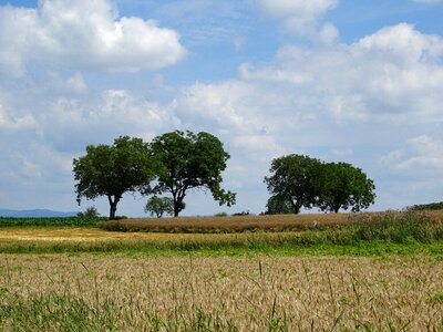 Sky beautiful cereals photo