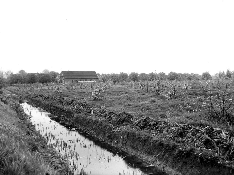 Fruitteelt, bomen, jonge, pereboom, appelboom, Bestanddeelnr 162-0984