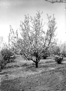 Fruitteelt, boomgaarden, appels, landsberger reinette, Bestanddeelnr 253-7220