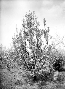 Fruitteelt, boomgaarden, triomphe de vienne, Bestanddeelnr 253-7232