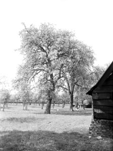 Fruitteelt, bomen, oude, bloei, juttepereboom, Bestanddeelnr 162-0989