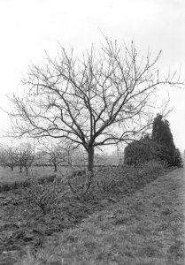 Fruitbomen , reine cloude verte, Bestanddeelnr 192-1075