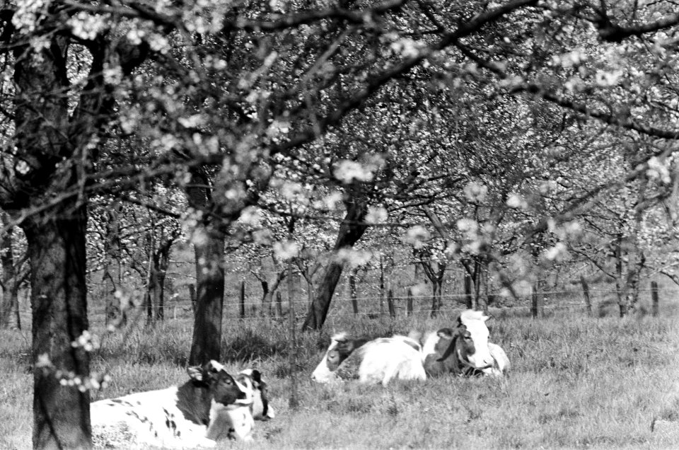 Fruitbomen in bloei in de Betuwe overzicht bloeiende boomgaard, Bestanddeelnr 927-8838