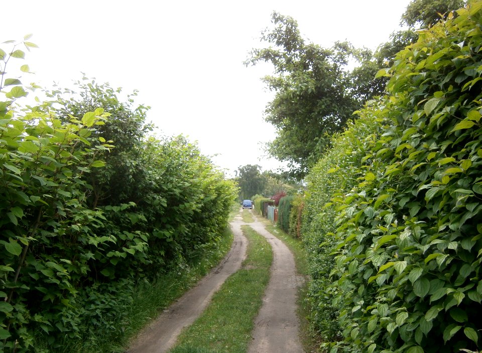 FrzBuchholz (45)Weinapfelweg Süd