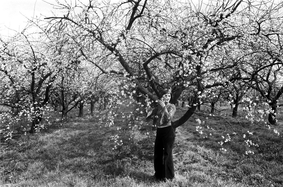 Fruitbomen in bloei in de Betuwe meisje tussen de bloeiende bomen, Bestanddeelnr 927-8841