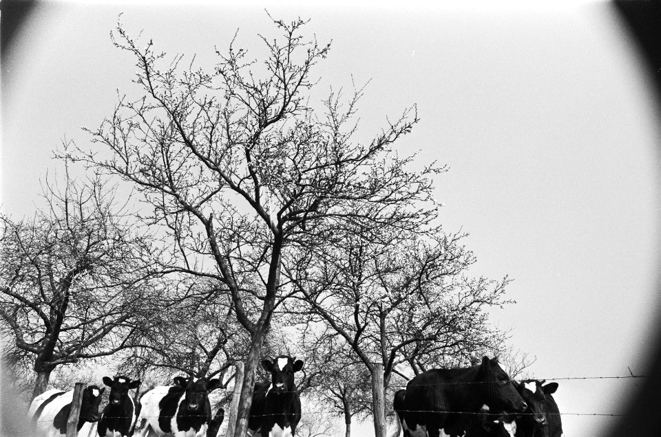 Fruitbomen in bloei, Bestanddeelnr 929-6854