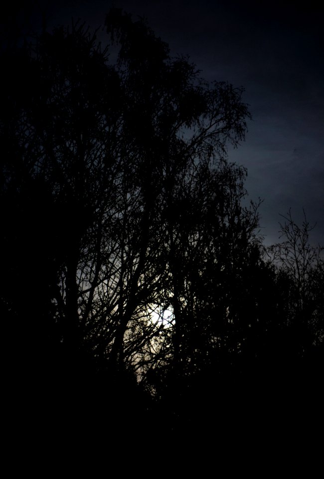 Full moon behind branches 3
