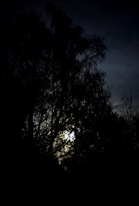 Full moon behind branches 3