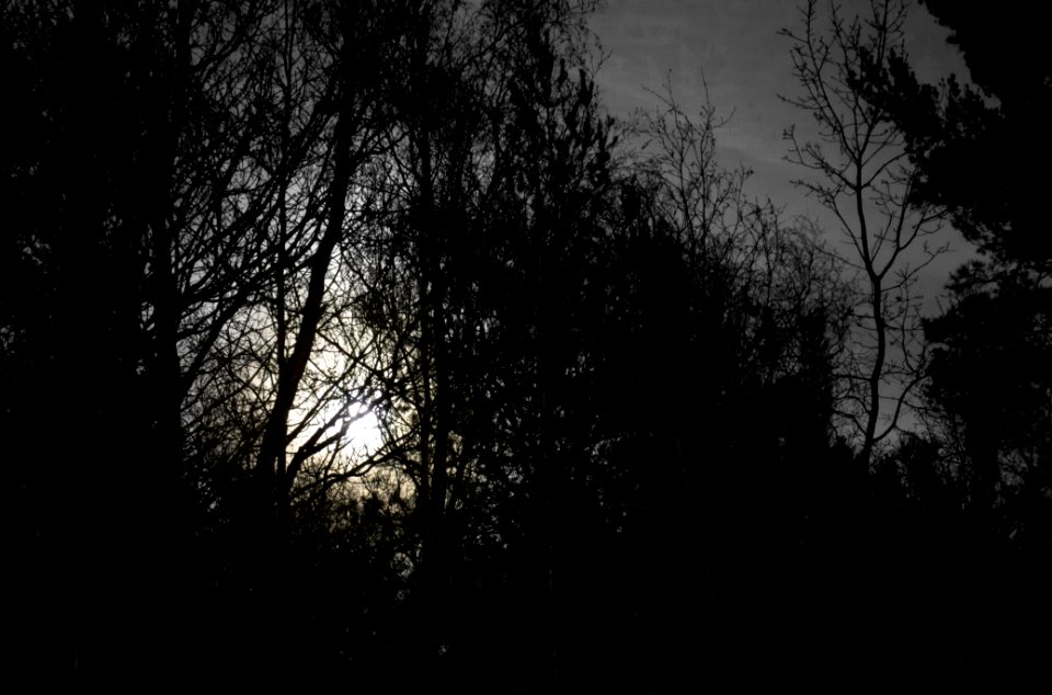 Full moon behind branches 1
