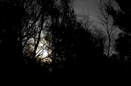 Full moon behind branches 1