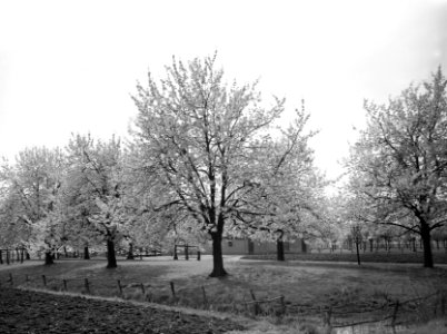 Fruitteelt, bomen, bloei, zwarte kers, Bestanddeelnr 162-0969