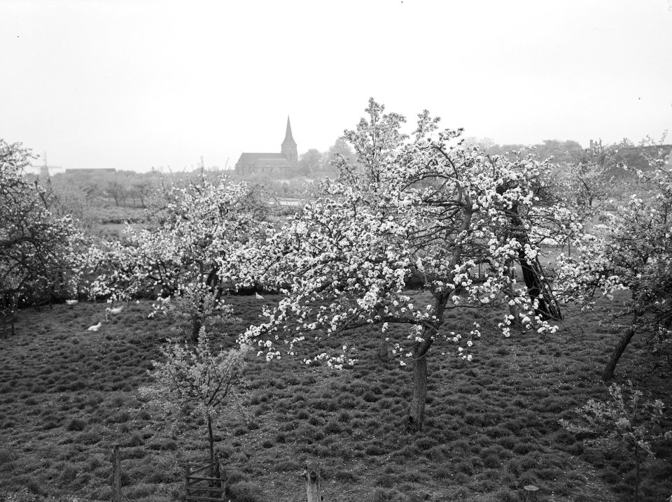 Fruitbomen , appel, Bestanddeelnr 192-0324