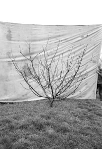 Fruitbomen , brandley's seedling, Bestanddeelnr 192-1074