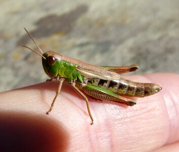 Pyrenee catalunya orthopteron small