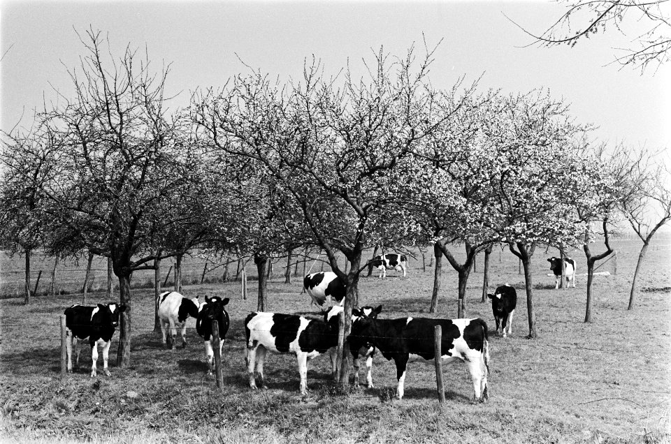 Fruitbomen in bloei, Bestanddeelnr 929-6853
