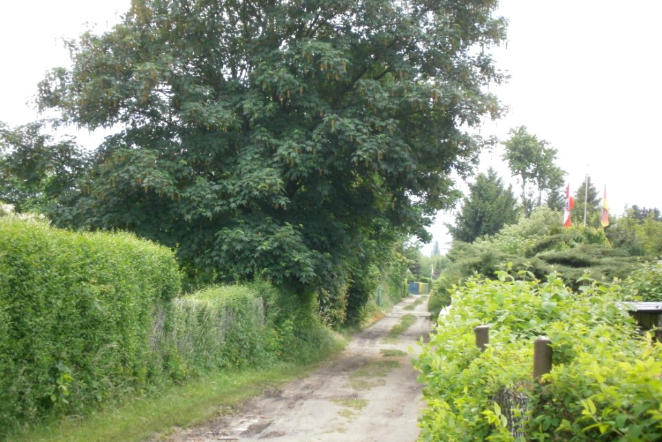 FrzBuchholz (32)Weinapfelweg Süd