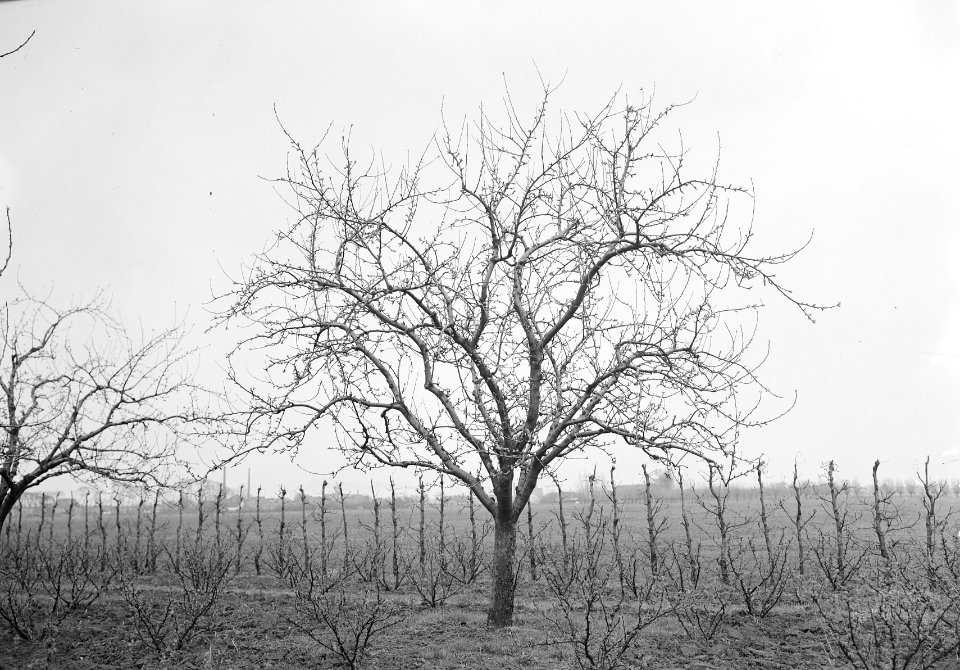 Fruitbomen , codlin keswich, Bestanddeelnr 192-1071