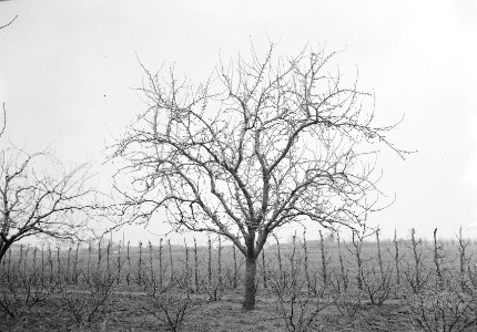 Fruitbomen , codlin keswich, Bestanddeelnr 192-1071