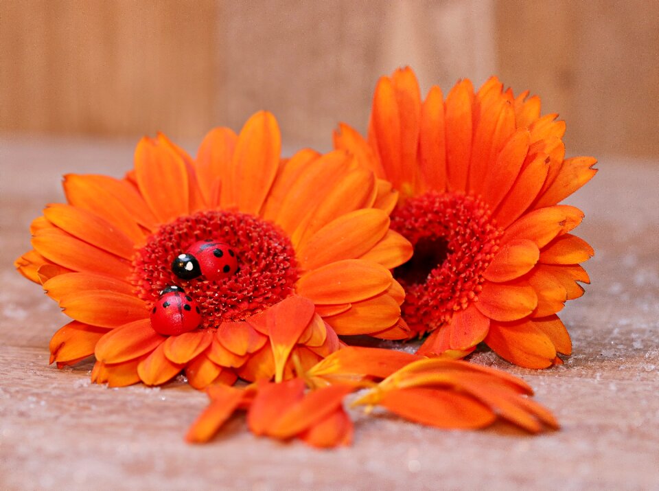 Flower flowers colorful