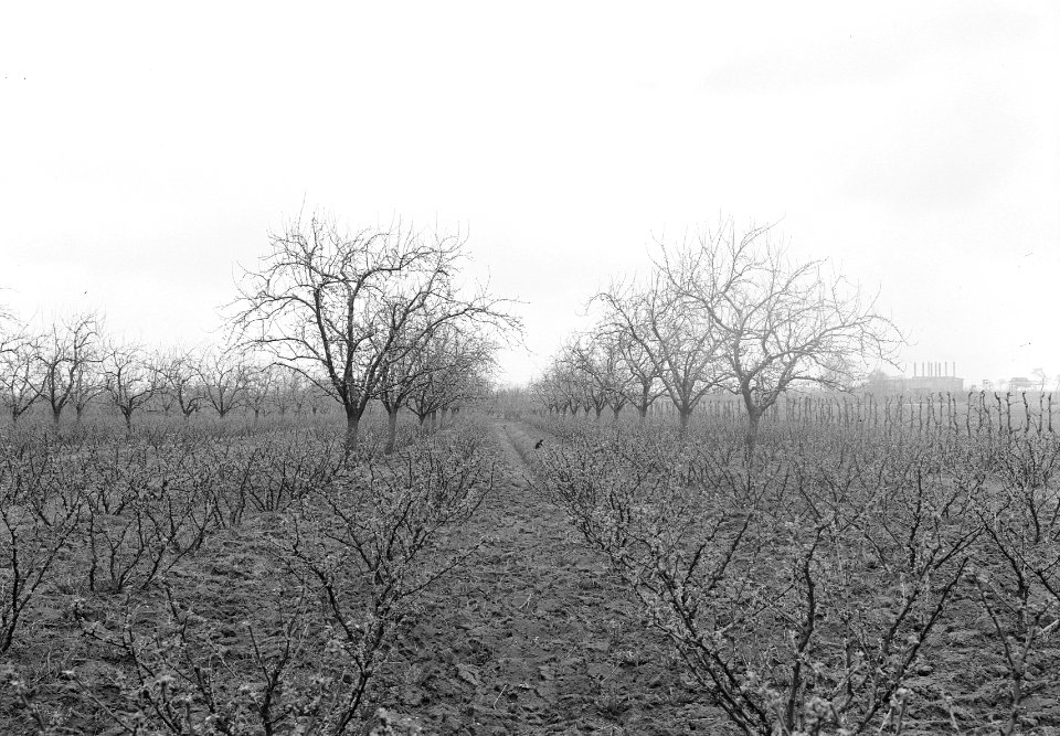Fruitbomen , codlin keswich, Bestanddeelnr 192-1072