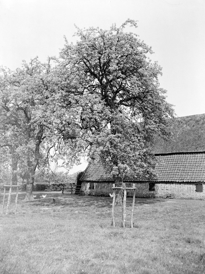 Fruitbomen , juttepeer, Bestanddeelnr 192-0325