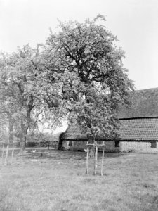 Fruitbomen , juttepeer, Bestanddeelnr 192-0325