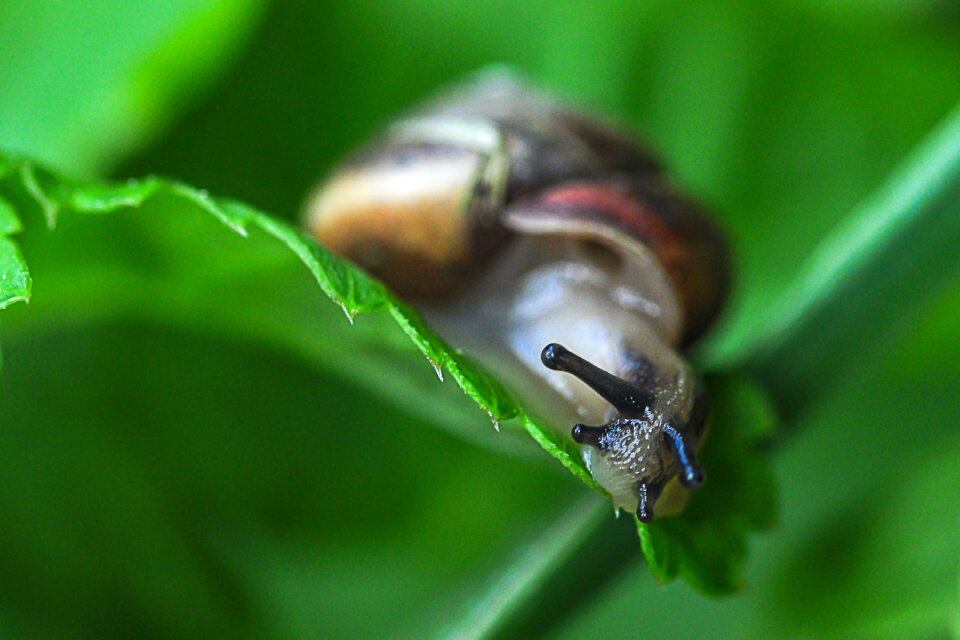 Macro creature leaves