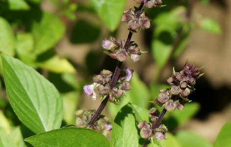 Flower blossom bloom photo