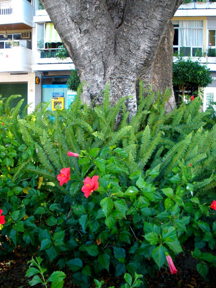Fuengirola - Plaza de la Constitución 05